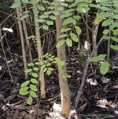 Ligustrum sinense at Karabar, NSW - 1 May 2022