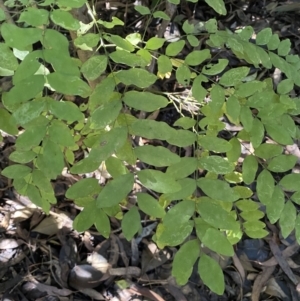 Ligustrum sinense at Karabar, NSW - 1 May 2022