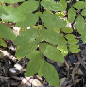 Ligustrum sinense at Karabar, NSW - 1 May 2022