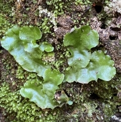 Lunularia cruciata (A thallose liverwort) at Karabar, NSW - 1 May 2022 by Steve_Bok