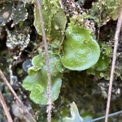 Lunularia cruciata at Karabar, NSW - 1 May 2022