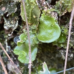 Lunularia cruciata at Karabar, NSW - 1 May 2022