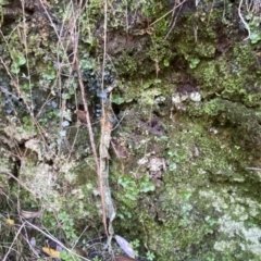 Lunularia cruciata at Karabar, NSW - 1 May 2022