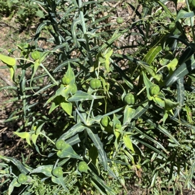 Euphorbia lathyris (Caper Spurge) at Karabar, NSW - 1 May 2022 by SteveBorkowskis