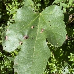 Ficus carica (Fig) at Karabar, NSW - 1 May 2022 by Steve_Bok