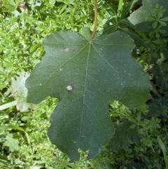 Ficus carica at Karabar, NSW - 1 May 2022 12:15 PM