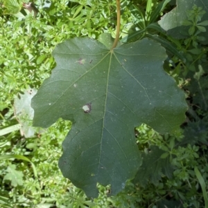 Ficus carica at Karabar, NSW - 1 May 2022