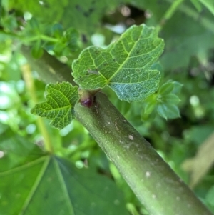 Ficus carica at Karabar, NSW - 1 May 2022 12:15 PM