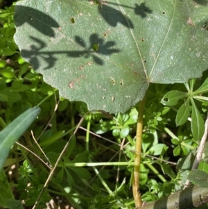 Ficus carica at Karabar, NSW - 1 May 2022 12:15 PM