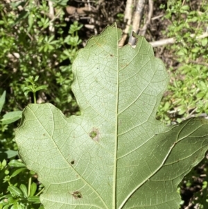 Ficus carica at Karabar, NSW - 1 May 2022 12:15 PM