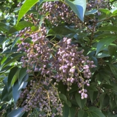 Ligustrum lucidum (Large-leaved Privet) at Karabar, NSW - 1 May 2022 by Steve_Bok