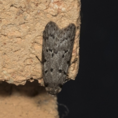 Oecophoridae (family) (Unidentified Oecophorid concealer moth) at Higgins, ACT - 24 Apr 2022 by AlisonMilton