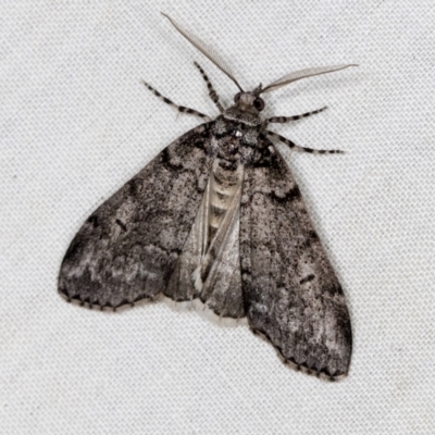 Smyriodes undescribed species nr aplectaria at Higgins, ACT - 26 Apr 2022 by AlisonMilton