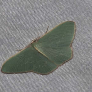 Chlorocoma dichloraria at Higgins, ACT - 28 Apr 2022 01:33 PM