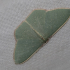 Chlorocoma dichloraria at Higgins, ACT - 28 Apr 2022 01:33 PM