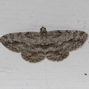 Didymoctenia exsuperata at Higgins, ACT - 3 Mar 2022