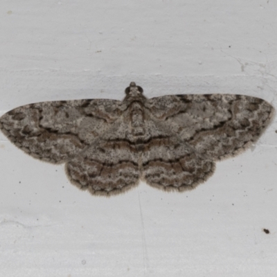 Didymoctenia exsuperata (Thick-lined Bark Moth) at Higgins, ACT - 3 Mar 2022 by AlisonMilton