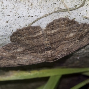 Ectropis (genus) at Higgins, ACT - 29 Apr 2022 02:51 PM