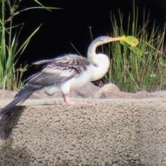 Anhinga novaehollandiae (Australasian Darter) at Tuggeranong Creek to Monash Grassland - 1 May 2022 by RodDeb