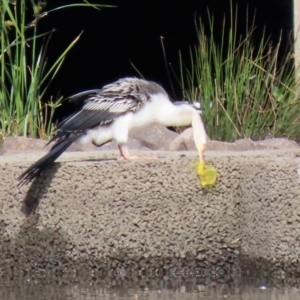 Anhinga novaehollandiae at Monash, ACT - 1 May 2022