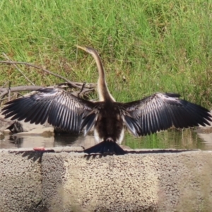 Anhinga novaehollandiae at Monash, ACT - 1 May 2022