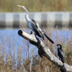 Anhinga novaehollandiae at Monash, ACT - 1 May 2022 01:58 PM