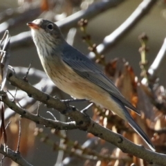 Pachycephala rufiventris (Rufous Whistler) at Isabella Pond - 1 May 2022 by RodDeb