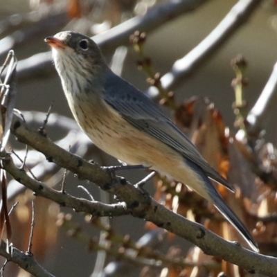 Pachycephala rufiventris (Rufous Whistler) at Monash, ACT - 1 May 2022 by RodDeb