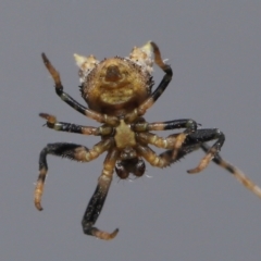 Celaenia sp. (genus) at Evatt, ACT - 26 Apr 2022