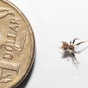 Celaenia sp. (genus) at Evatt, ACT - 26 Apr 2022