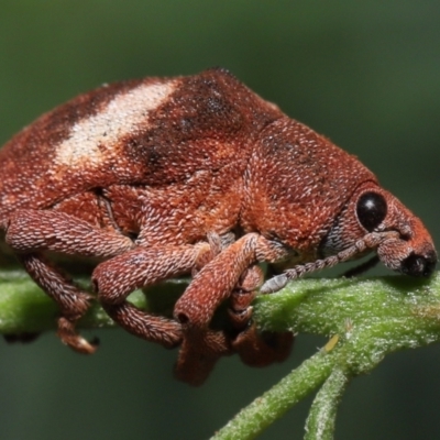 Gonipterus pulverulentus (Eucalyptus weevil) at Acton, ACT - 1 May 2022 by TimL