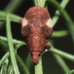 Gonipterus pulverulentus at Acton, ACT - 1 May 2022