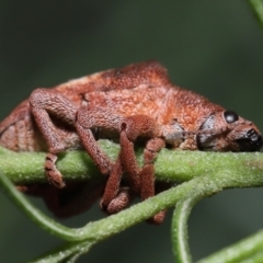 Gonipterus pulverulentus at Acton, ACT - 1 May 2022 10:23 AM