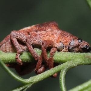 Gonipterus pulverulentus at Acton, ACT - 1 May 2022 10:23 AM