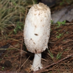 Coprinus comatus (Shaggy Ink Cap) at Evatt, ACT - 30 Apr 2022 by TimL