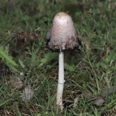 Coprinus comatus at Evatt, ACT - 30 Apr 2022