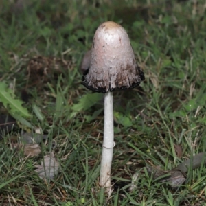 Coprinus comatus at Evatt, ACT - 30 Apr 2022