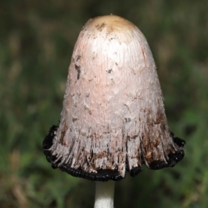 Coprinus comatus at Evatt, ACT - 30 Apr 2022