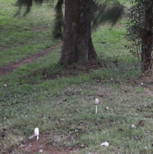 Coprinus comatus at Evatt, ACT - 30 Apr 2022