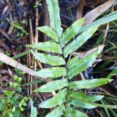 Blechnum minus (Soft Water Fern) at Cotter River, ACT - 29 Apr 2022 by gregbaines