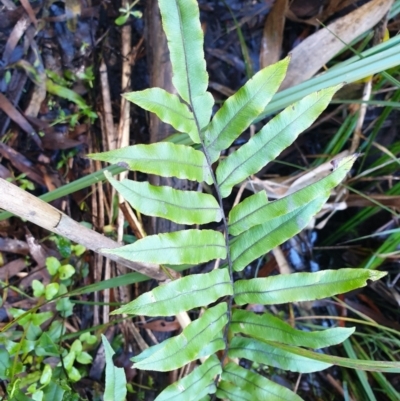 Blechnum minus (Soft Water Fern) at Cotter River, ACT - 29 Apr 2022 by gregbaines