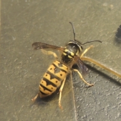 Vespula germanica (German Yellowjacket Wasp (also known as European Wasp)) at Conder, ACT - 30 Apr 2022 by MichaelBedingfield