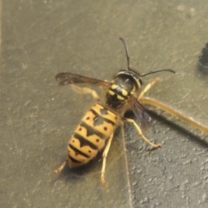 Vespula germanica at Conder, ACT - 30 Apr 2022