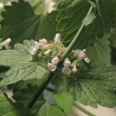 Nepeta cataria (Catmint, Catnip) at Tennent, ACT - 11 Jan 2022 by michaelb