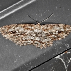 Ectropis excursaria at Wanniassa, ACT - 30 Apr 2022 11:07 PM