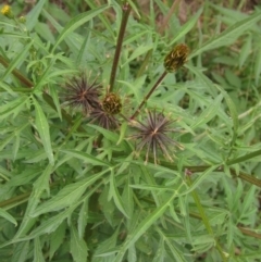 Bidens subalternans (Greater Beggars Ticks) at Hawker, ACT - 20 Mar 2022 by pinnaCLE