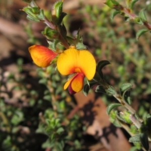 Pultenaea procumbens at Hawker, ACT - 30 Apr 2022 03:23 PM