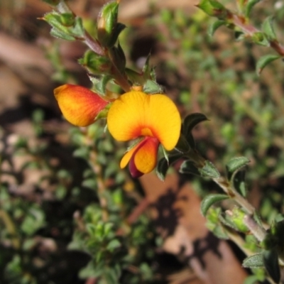 Pultenaea procumbens (Bush Pea) at The Pinnacle - 30 Apr 2022 by pinnaCLE