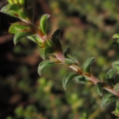 Pultenaea procumbens at Hawker, ACT - 30 Apr 2022 03:23 PM