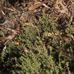 Pultenaea procumbens at Hawker, ACT - 30 Apr 2022 03:23 PM